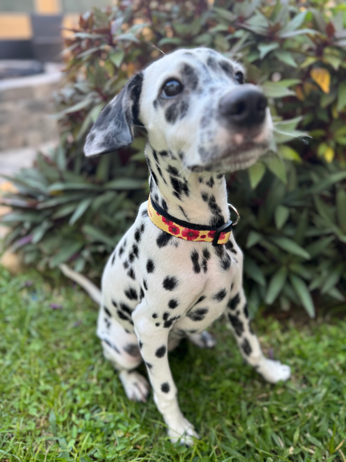 🌸 For Good Poppy Dog Collar