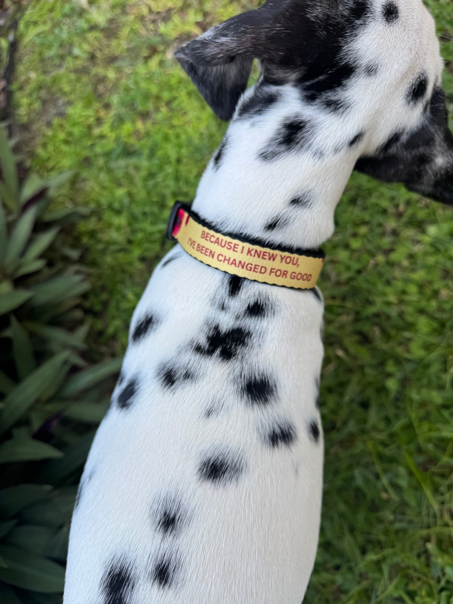 🌸 For Good Poppy Dog Collar